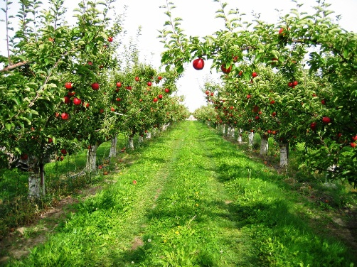 Seydikemer Yaylapatlangıç Köyü Resimleri 1
