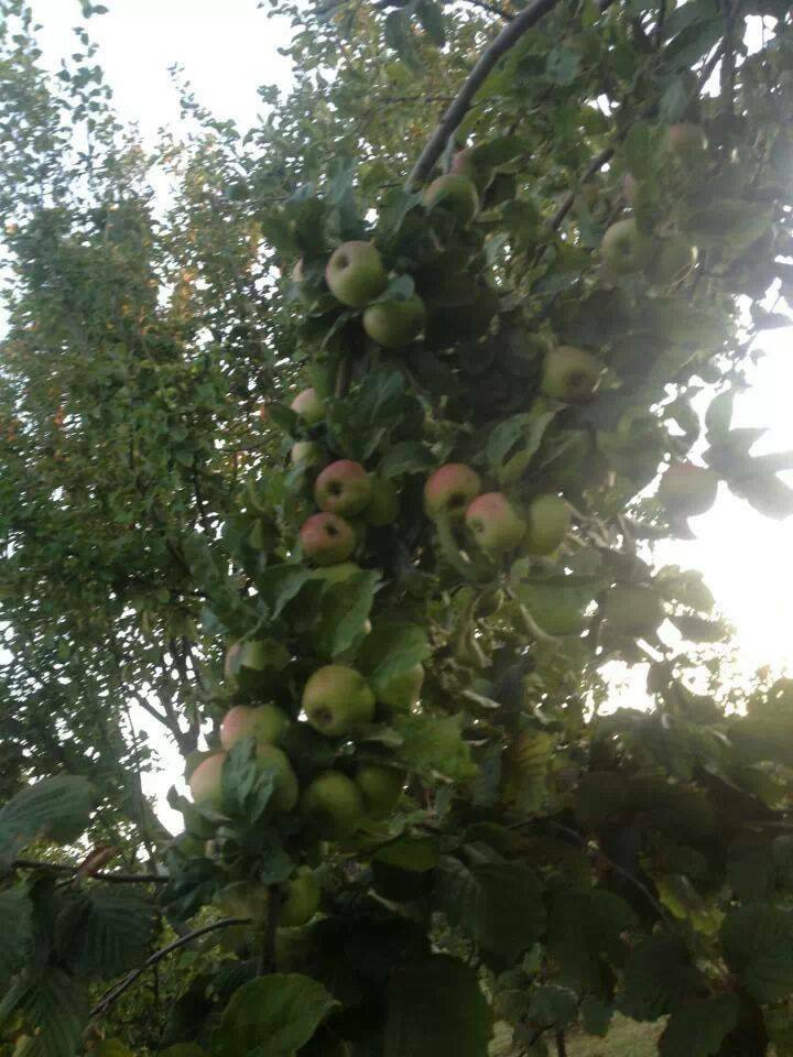 Havza Elmacık Köyü Resimleri 9