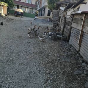 Havza Esenbey Köyü Resimleri 5