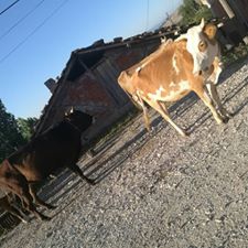 Havza Esenbey Köyü Resimleri 9