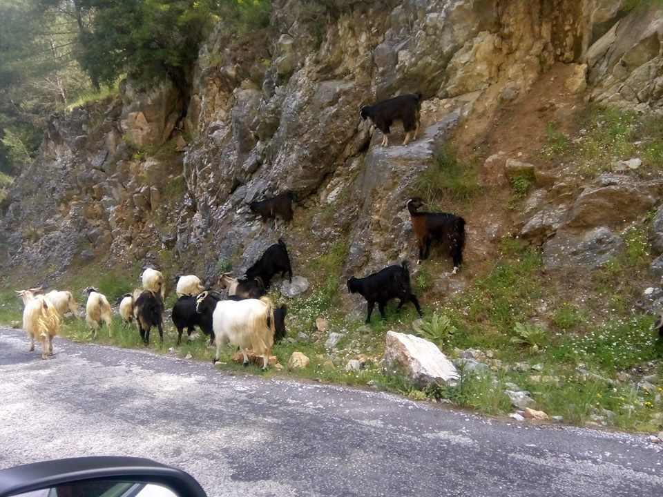 Ula Çiçekli Köyü Resimleri 2