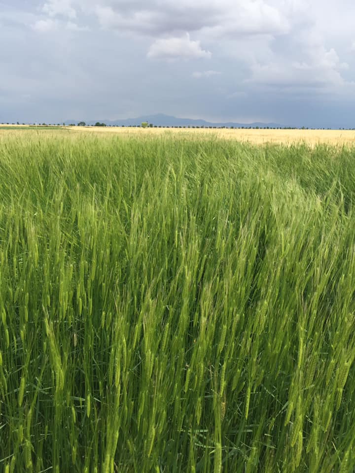 Çumra Türkmencamii Köyü Resimleri 1