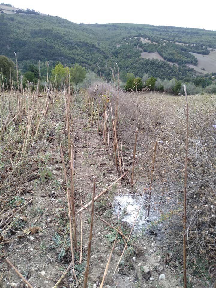 Havza Eymir Köyü Resimleri 1