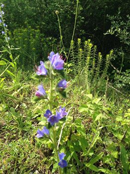 Havza Eymir Köyü Resimleri 11