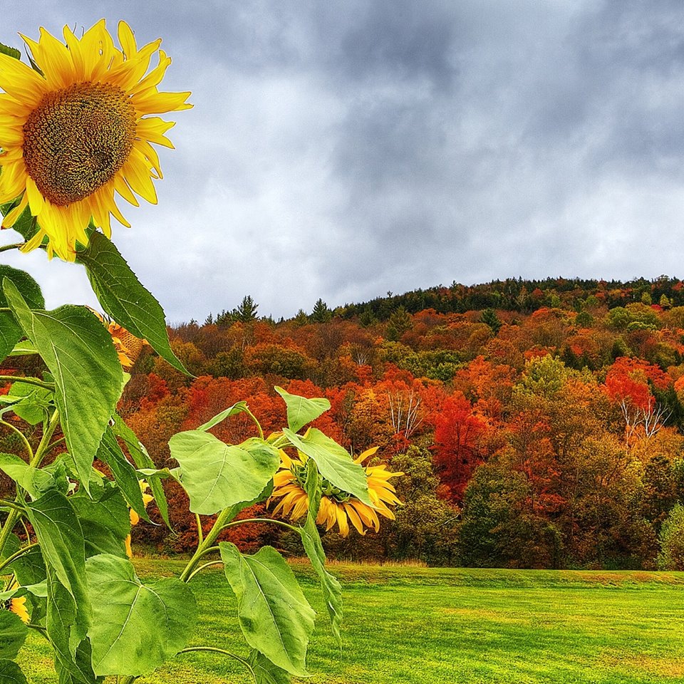 Havza Gidirli Köyü Resimleri 9