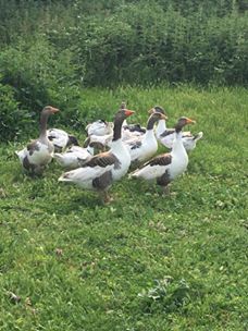 Havza Güvercinlik Köyü Resimleri 5