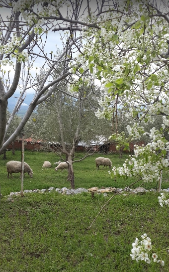 Yatağan Bozarmut Köyü Resimleri 7