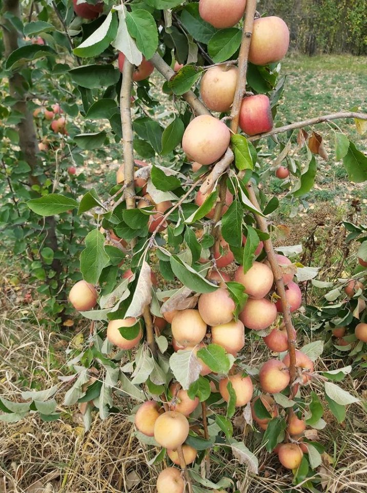 Ulukışla  Eminlik Köyü Resimleri 10