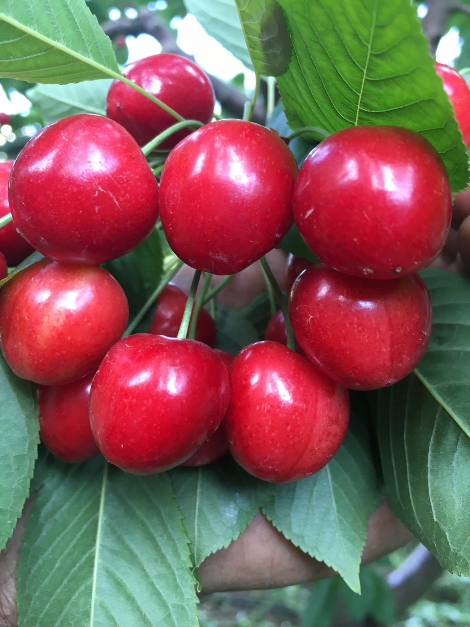 Ulukışla  Gümüş Köyü Resimleri 3