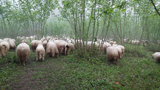 Çamaş Danışman Köyü Resimleri 4