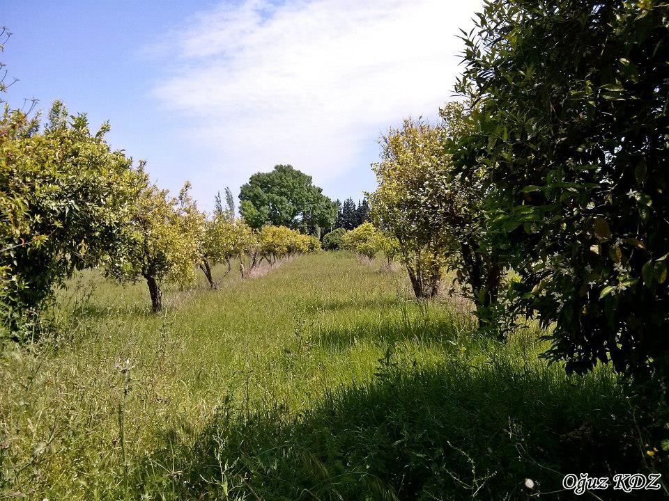 Köyceğiz Döğüşbelen Köyü Resimleri 7