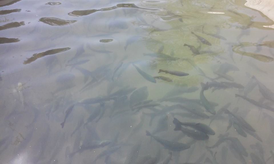 Köyceğiz Karaçam Köyü Resimleri 2