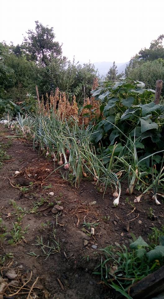 Köyceğiz Otmanlar Köyü Resimleri 8