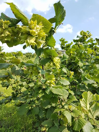 Hendek Hacimbey Köyü Resimleri 5