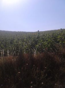 Havza Kayacık Köyü Resimleri 11