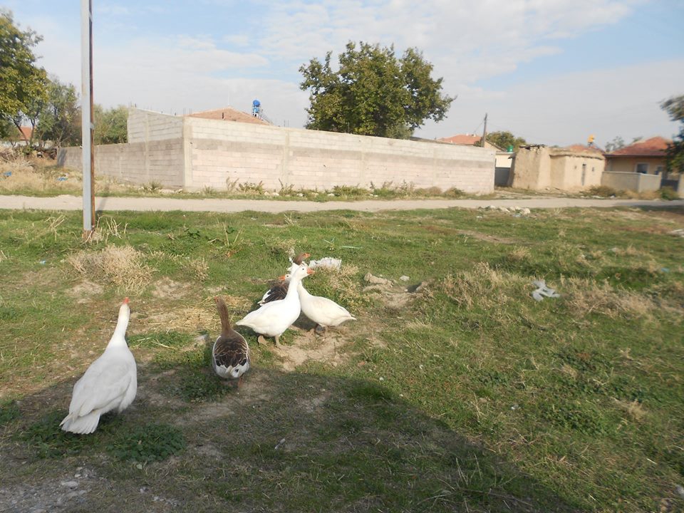 Ulukışla  Şeyhömerli Köyü Resimleri 7