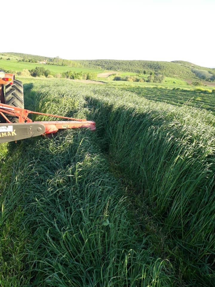 Havza Kemaliye Köyü Resimleri 1