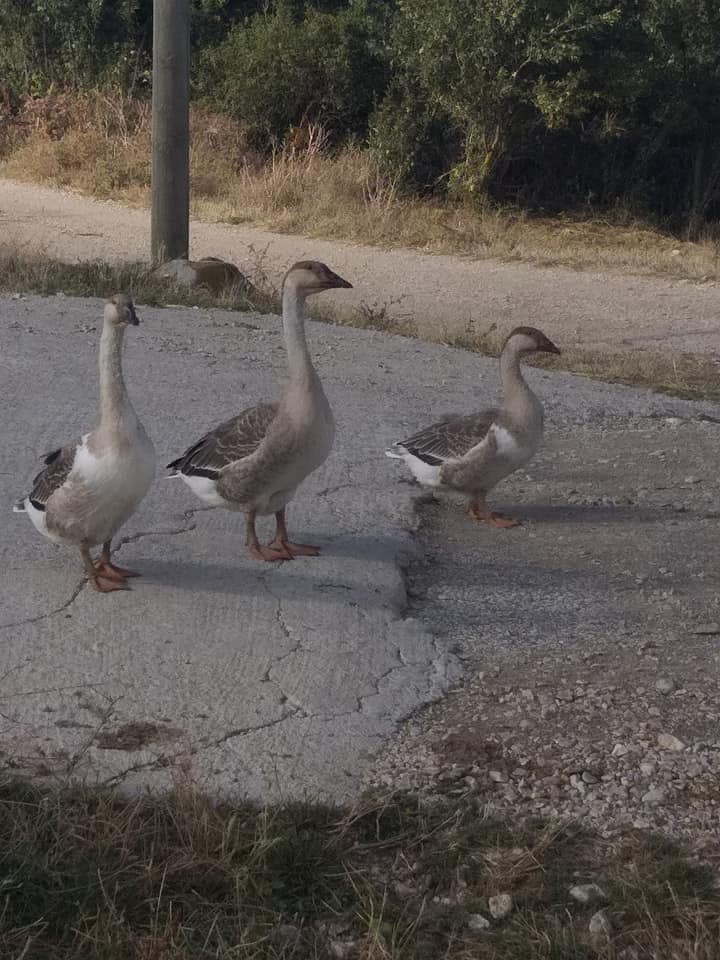 Havza Kemaliye Köyü Resimleri 4