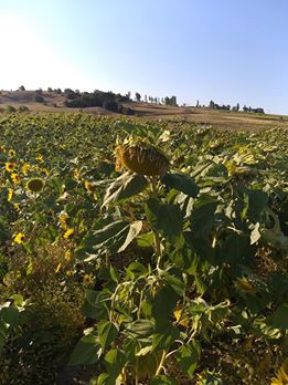 Havza Kemaliye Köyü Resimleri 5