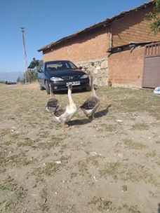 Havza Kemaliye Köyü Resimleri 8