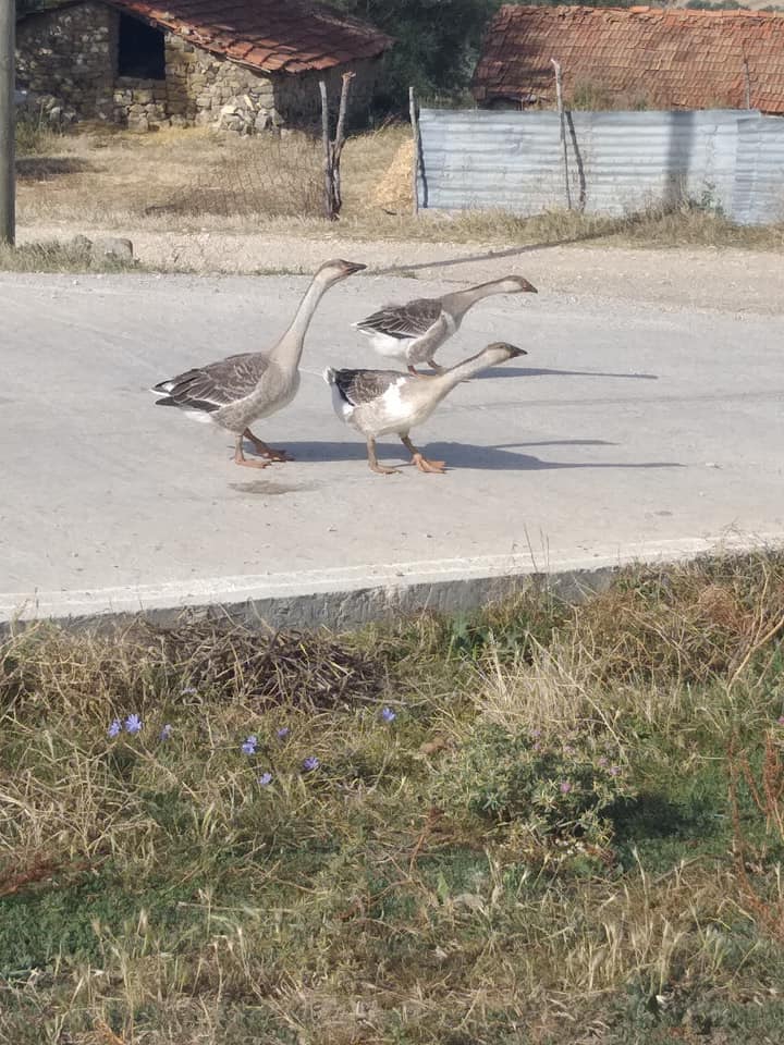Havza Kemaliye Köyü Resimleri 9