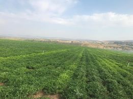 Onikişubat Akif İnan Köyü Resimleri 3