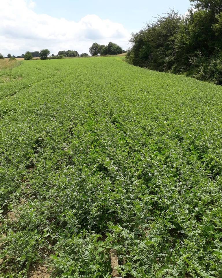 Havza Kuşkonağı Köyü Resimleri 1