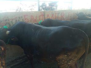 Havza Mesudiye Köyü Resimleri 6