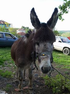 Havza Mesudiye Köyü Resimleri 7