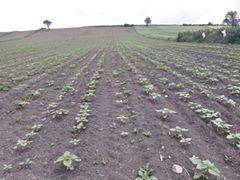 Havza Mesudiye Köyü Resimleri 8