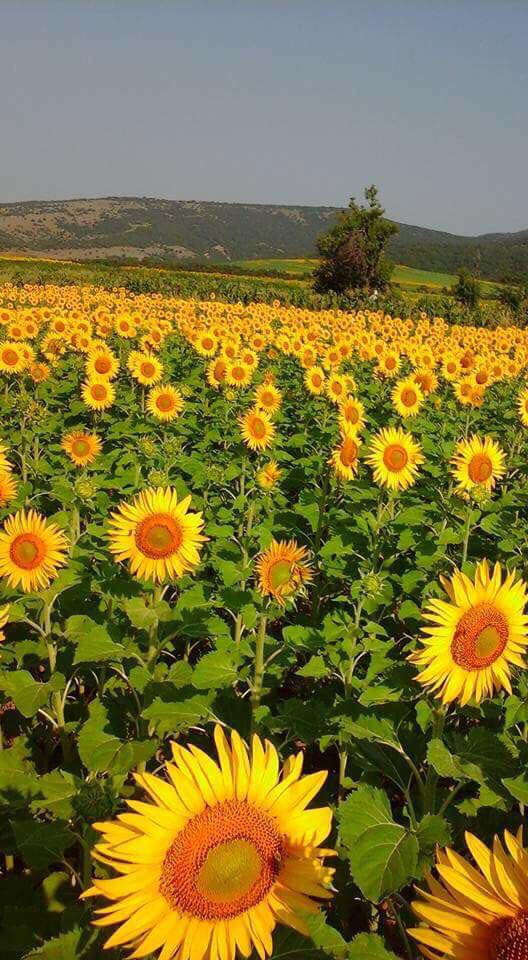 Havza Ortaklar Köyü Resimleri 2