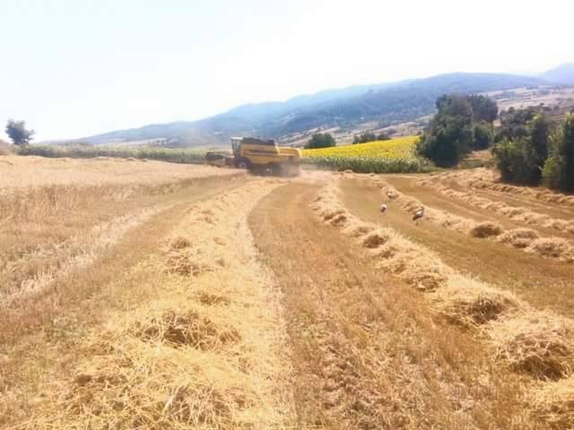 Havza Ortaklar Köyü Resimleri 7