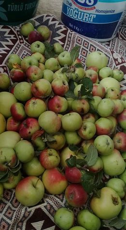 Havza Yağcımahmut Köyü Resimleri 1