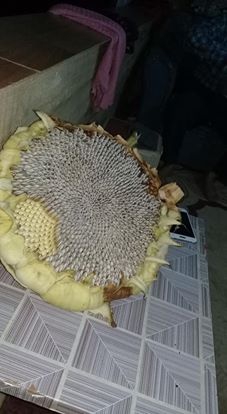 Havza Yağcımahmut Köyü Resimleri 2