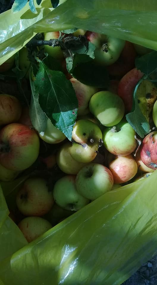 Havza Yağcımahmut Köyü Resimleri 3