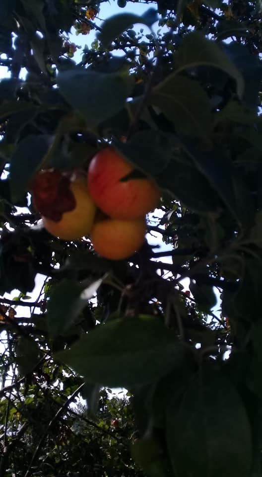 Havza Yağcımahmut Köyü Resimleri 4