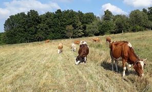 Havza Yaylaçatı Köyü Resimleri 5