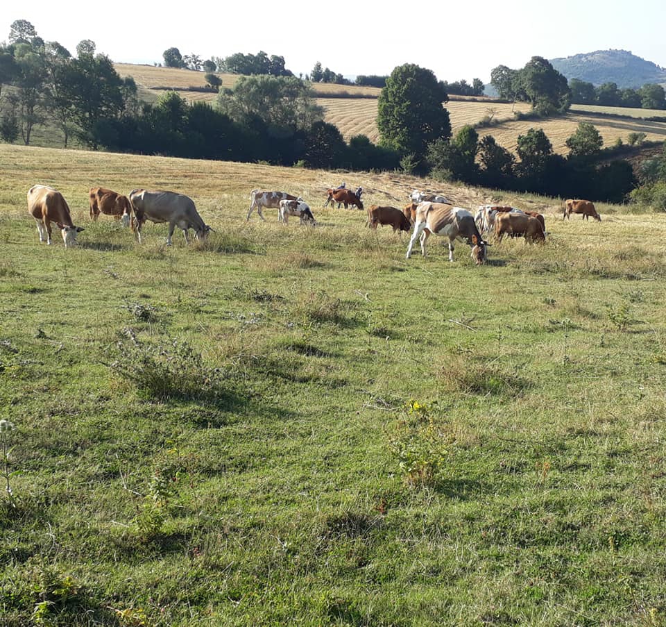 Havza Yaylaçatı Köyü Resimleri 9