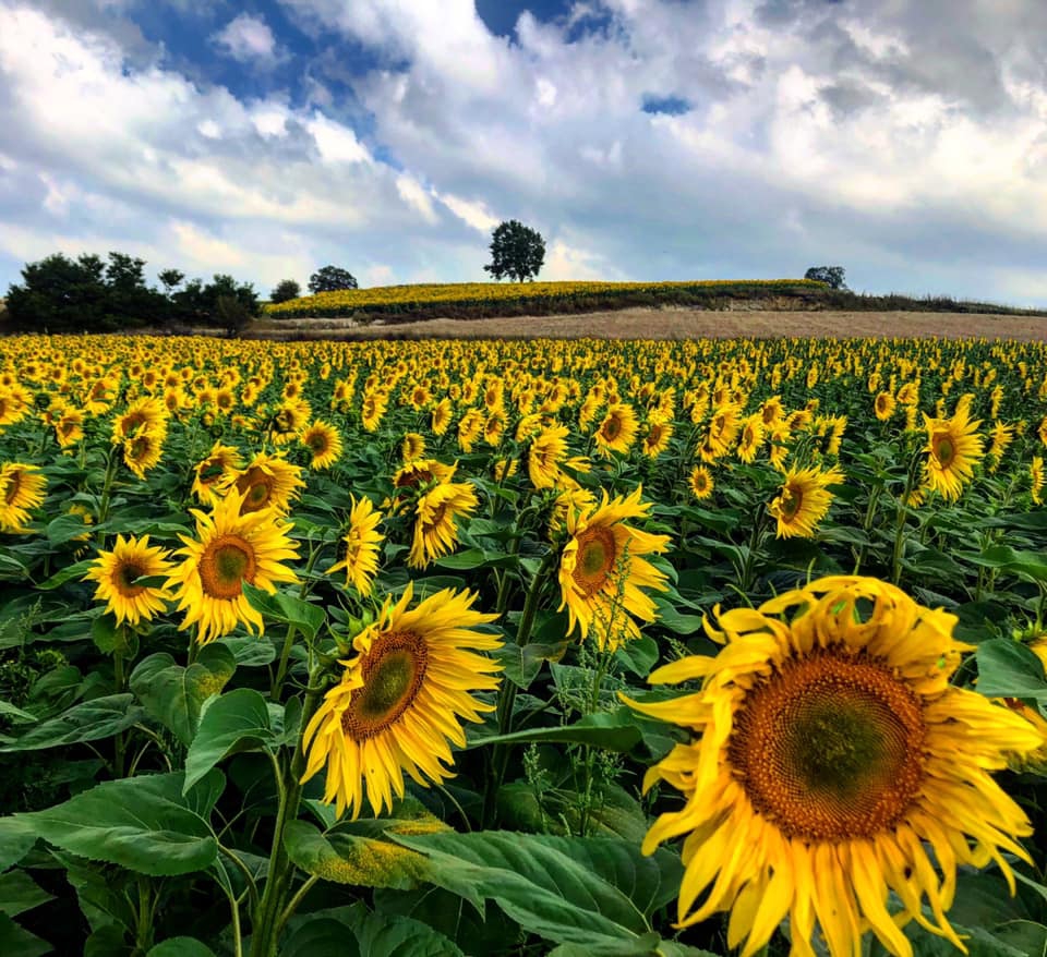 Havza Yenice  Köyü Resimleri 5