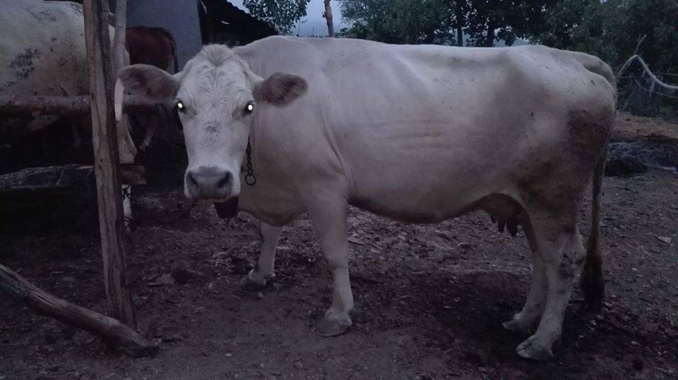 Kavak Alagömlek Köyü Resimleri 1