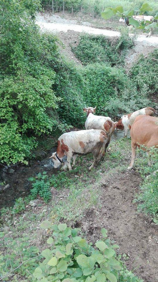 Kavak Alagömlek Köyü Resimleri 10