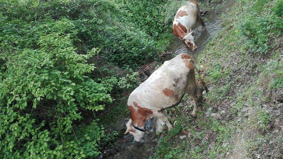 Kavak Alagömlek Köyü Resimleri 2