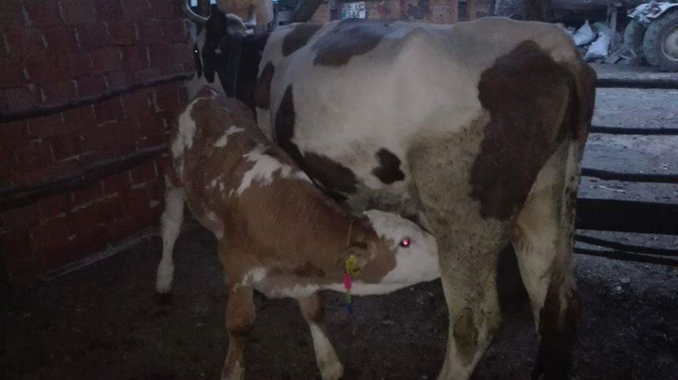 Kavak Alagömlek Köyü Resimleri 3