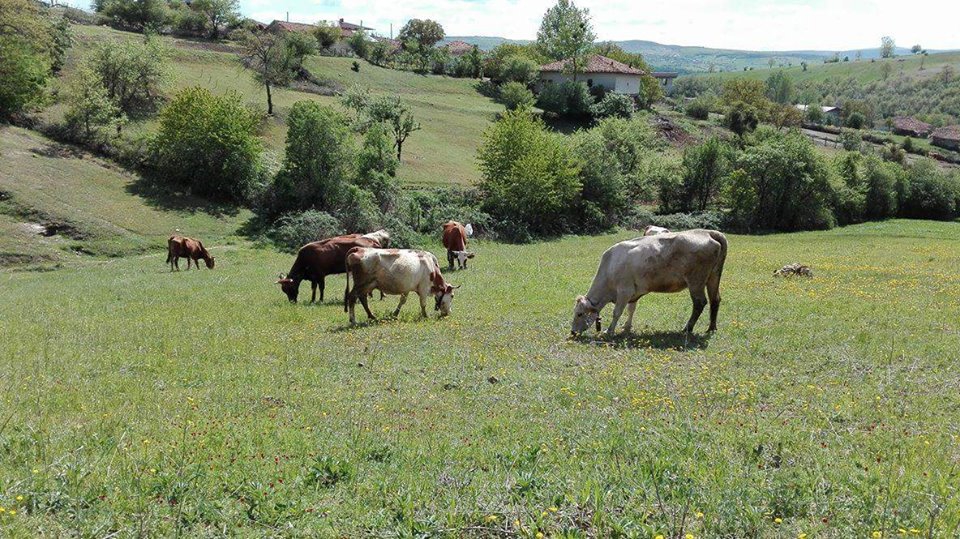 Kavak Alagömlek Köyü Resimleri 4