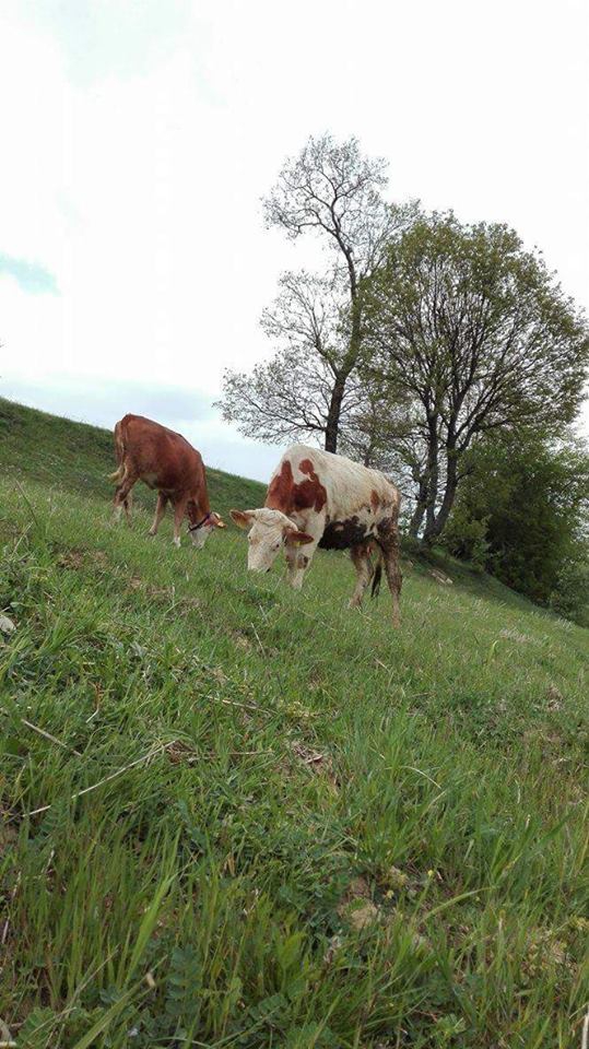 Kavak Alagömlek Köyü Resimleri 5