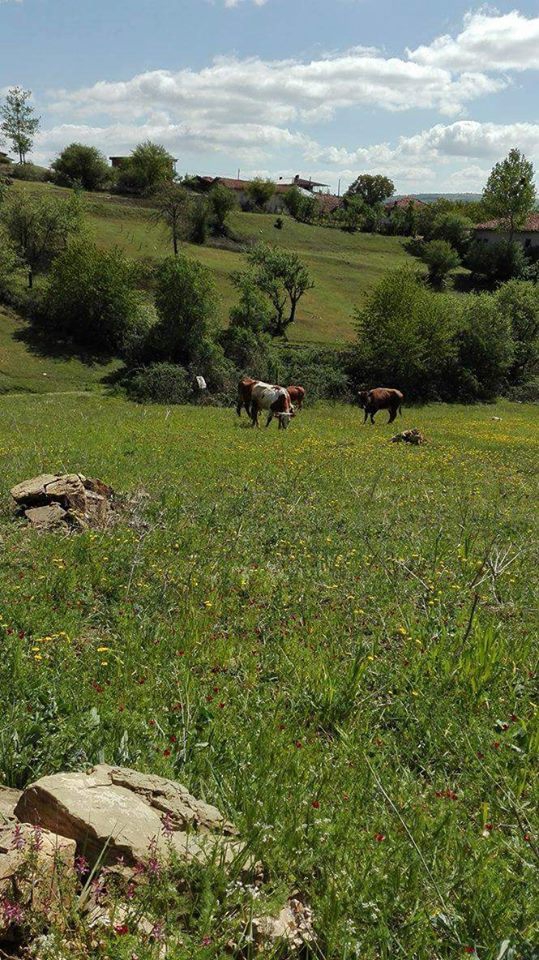 Kavak Alagömlek Köyü Resimleri 7