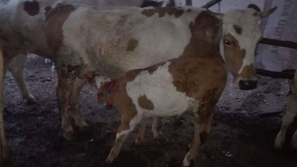 Kavak Alagömlek Köyü Resimleri 8