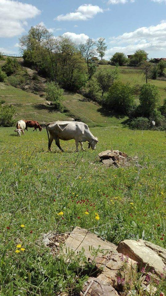 Kavak Alagömlek Köyü Resimleri 9