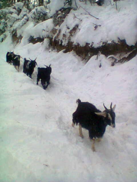 Kavak Ayvalı Köyü Resimleri 1