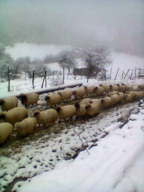Kavak Ayvalı Köyü Resimleri 3